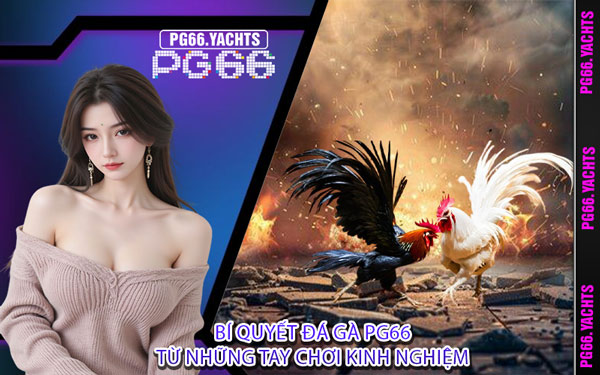 Bí Quyết Đá Gà PG66 Từ Những Tay Chơi Kinh Nghiệm